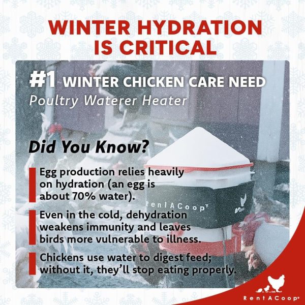 RentACoop Heated Strap Poultry Waterer Frost Free Winter-3