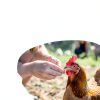 Roostys Poultry Supplement Natural Formula All Ages-3